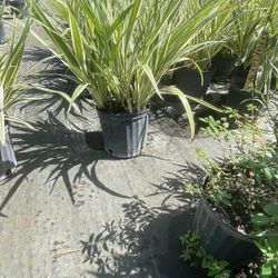 Flax Lily - 3 Gallons