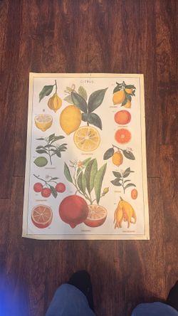 Free poster - botanical