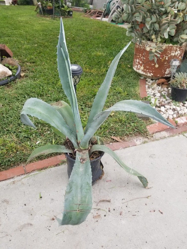 Potted Medium Maguey Plant
