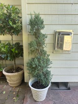 Blue juniper spiral topiary