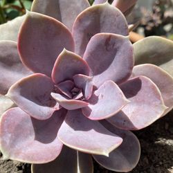 PLV Succulent