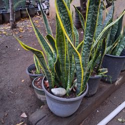 Snake Plants 