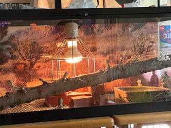Bearded Dragons and Tank