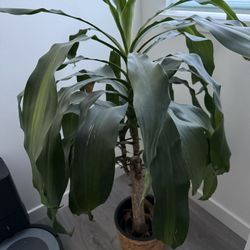  Live Tall Indoor Mass Cane Corn Plants With Rattan Planter 