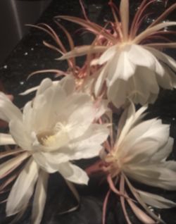 Queen Of The Night Plant