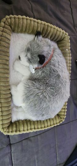 Plush dog interactive