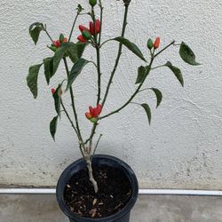 Tabasco Chili Plant