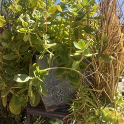Large Beautifully Potted Succulent 