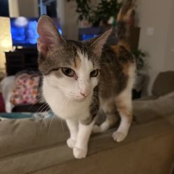 Re-homing Cool Cat