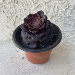 3 Inch Pot Succulent Rare Plant - Aeonium Blushing Beauty - Rooted & Established - Drought Resistant 🪴