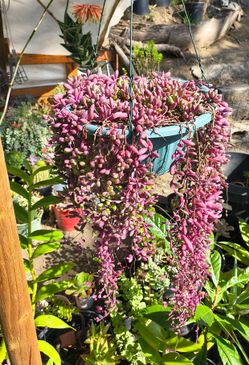 Hanging succulent plants