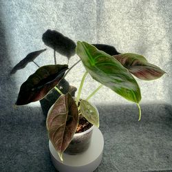 Alocasia ‘Azlanii’