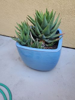 Flower pot