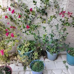 White Jasmine, On The Right