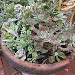 Beautiful Large Pot Of Succulents