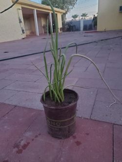 1 gallon lady slippers
