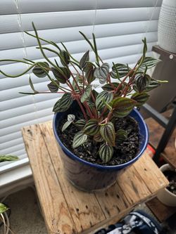 Peperomia Piccolo Banda