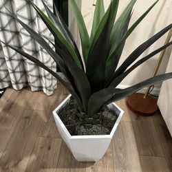 Indoor Plant