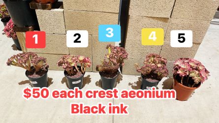 Aeonium crest imported each $50