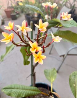 Beautiful Rainbow (Lily Anna) Plumeria Plant