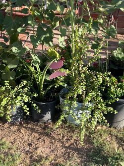 Crazy Amount Of plants for sale