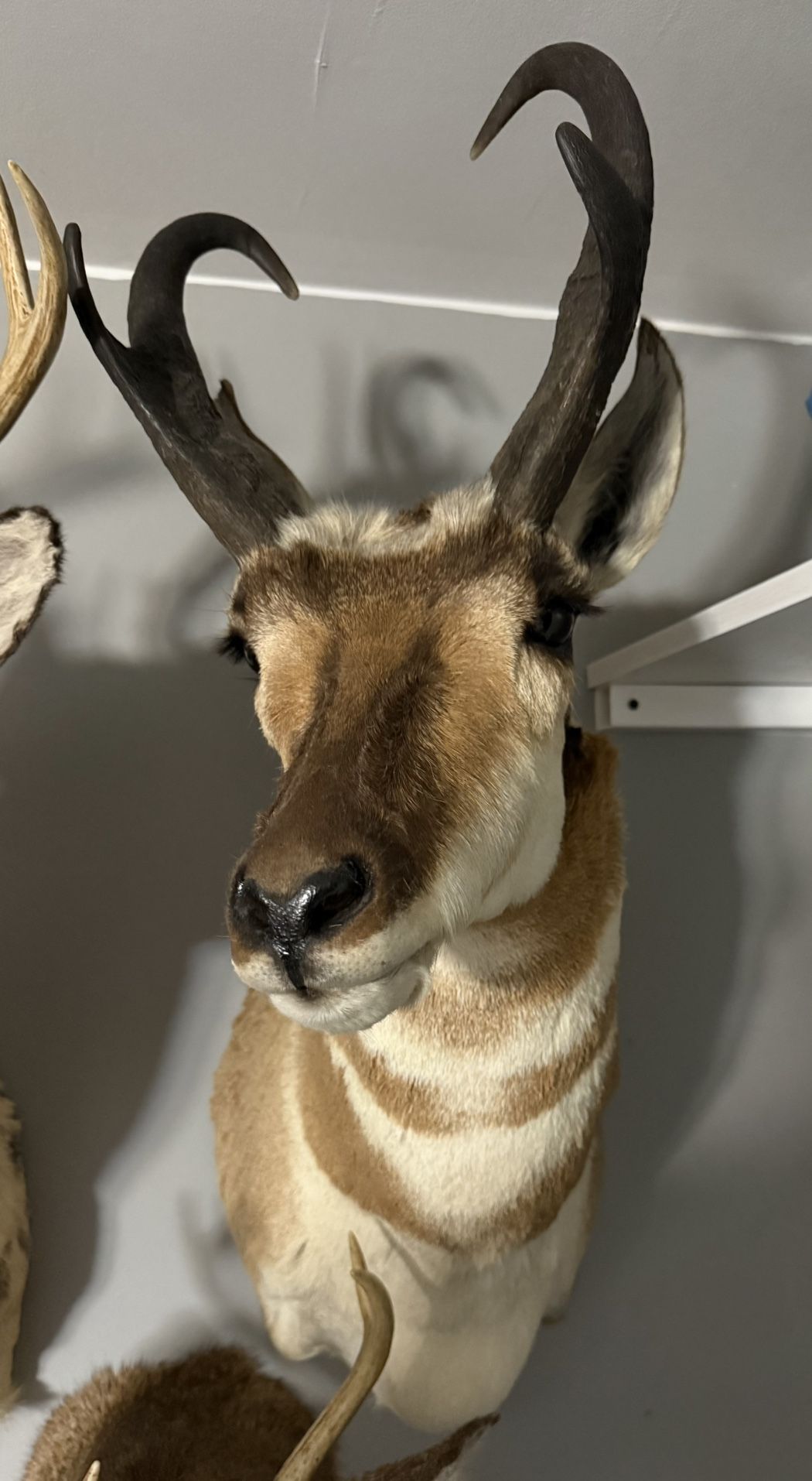Taxidermy Pronghorn Shoulder Mount