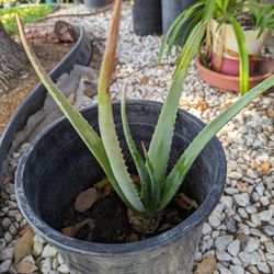 Aloe Vera Plant In 5 Gallon