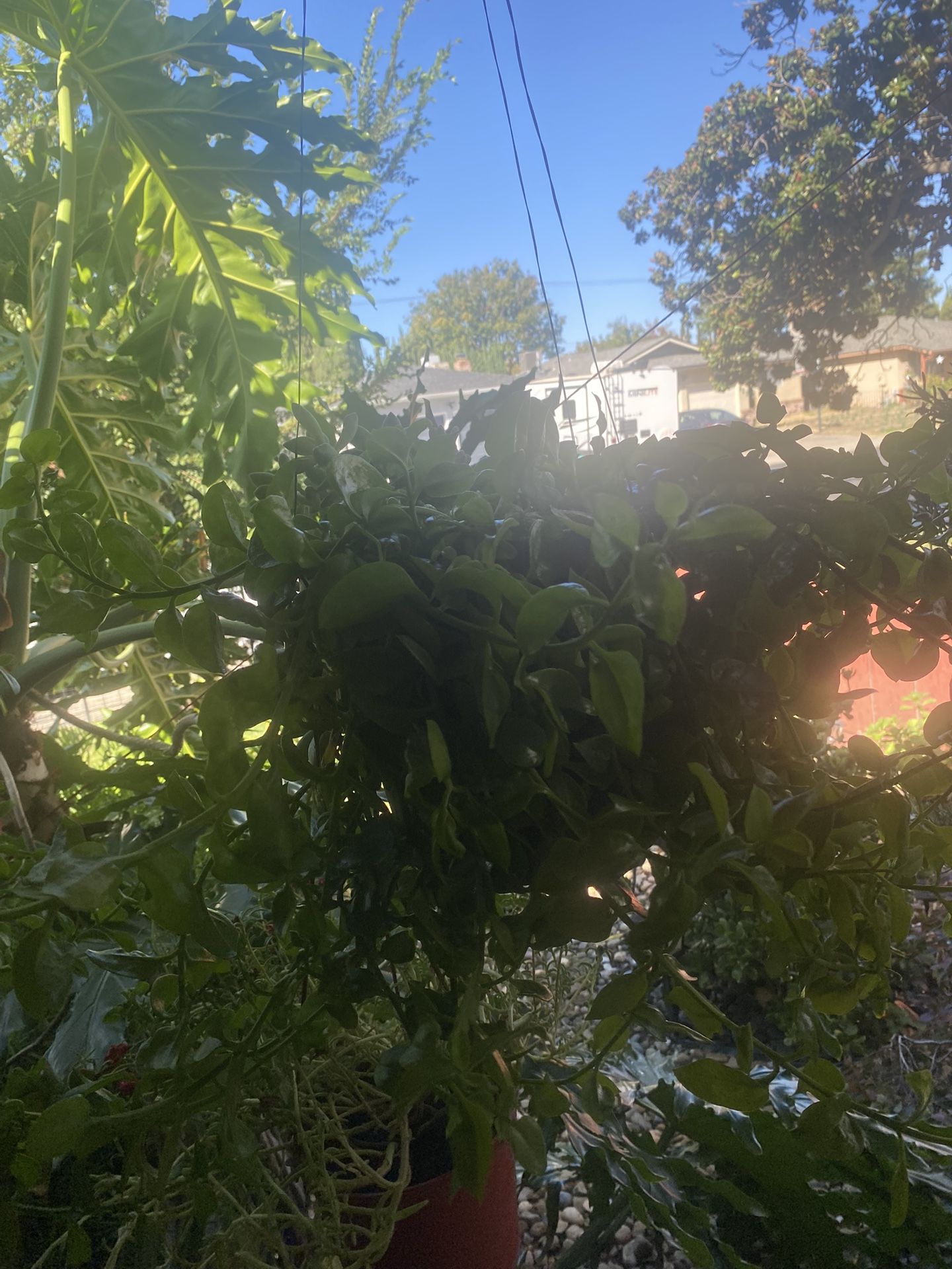 plants 