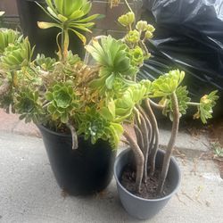 2 Succulent Plants 