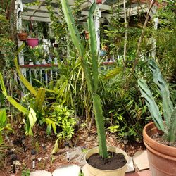 Dragon Fruit Cactus 