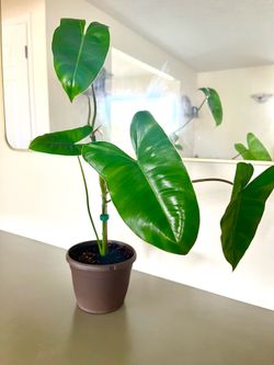Burle Marx Philodendron Plant