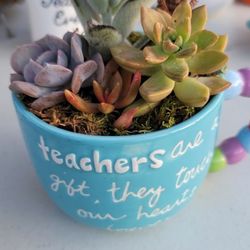 Teacher's Gift Plant 