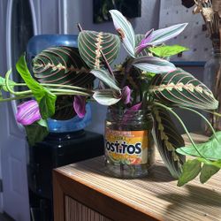 Multiple Prayer Plant, Arrowhead And Tradescantia Nanouk Cuttings