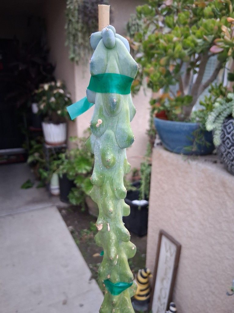 Tall BOBBIE Cactus Plant $49
