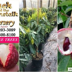 Lychee Airlayered Trees 3gal Arboles De Lychee Injertados 3gal 