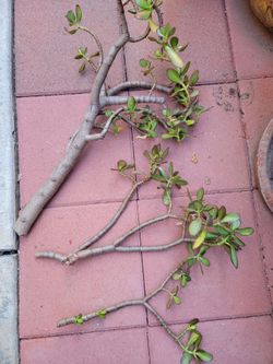 Jade plant clippings