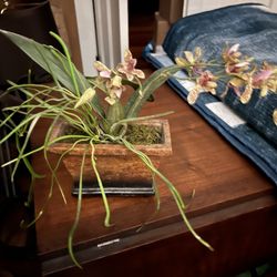 House Plant Decor - Orchid