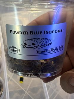 Powder blue Isopod Cups 10+ Ct Show Special
