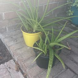 Aloe Vera Cactus Plants 