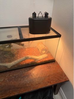 Albino ball python with cage