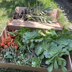 Plants & Succulent Cuttings -$1 Each 