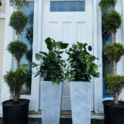 $69 Each Beautiful Pothos 