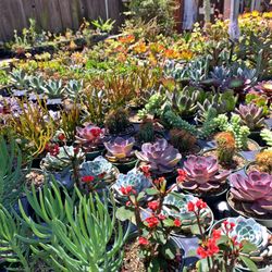 Succulents