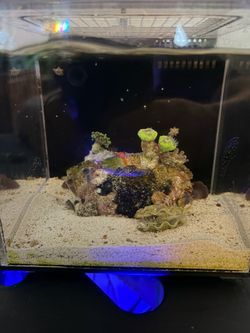 PNW Customs “Pico” Reef Aquarium