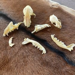 Animal Skull Fragments 