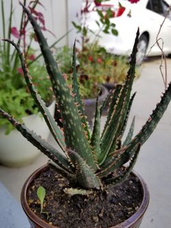 Aloe vera Healthy and best air purifying house plant in the new pot