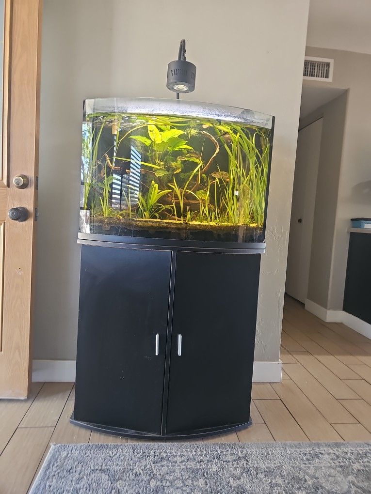 Complete Fish Tank For Sale.