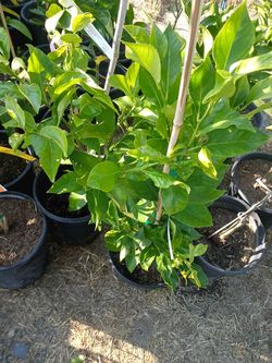 Trees and. Succulents