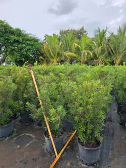 Podocarpus 7 Gal - Healthy Privacy Hedge Plants 🌿