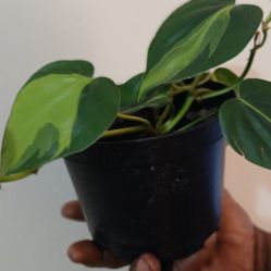Variegated Heart Plant